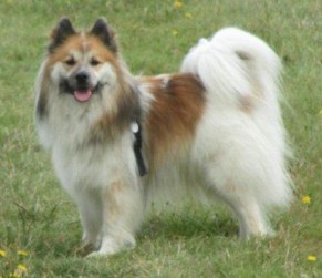 Hr. Jahn mit seinen Hunden